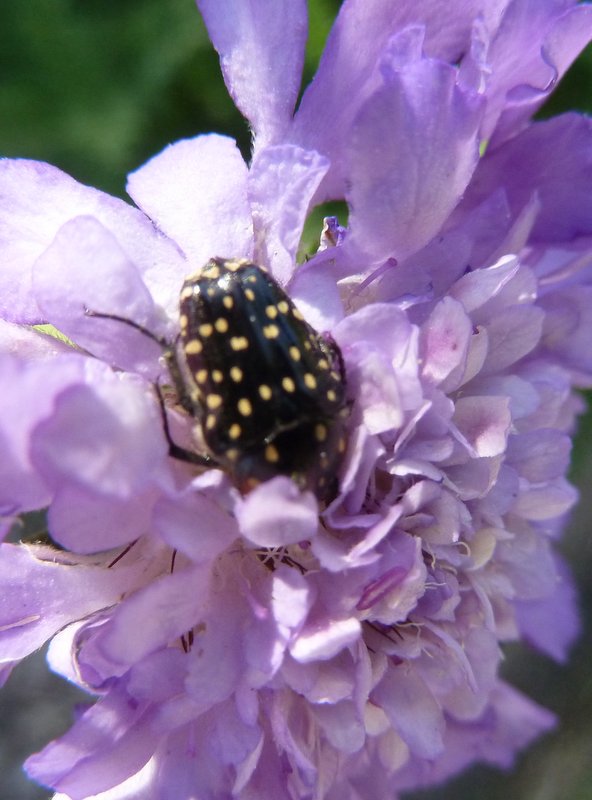 STELLENBOSCH Botanical garden-025.JPG