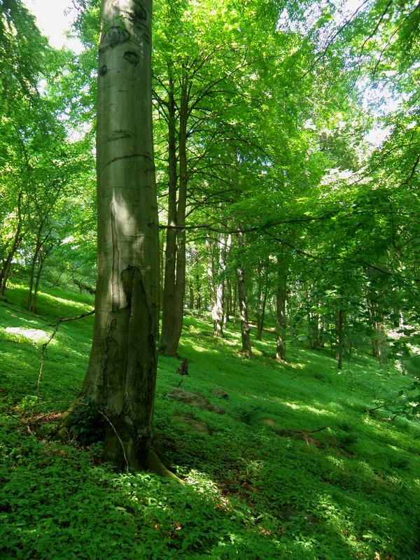 Buk lesní a Hrad nad Skočicemi