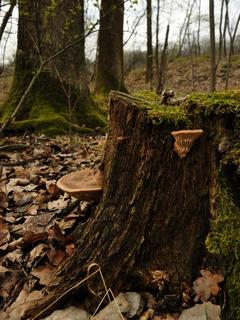 S�kovec dubov� (Daedaela quercina) u Velk�ho V�vrovsk�ho rybn�ku (foto - V.H.)