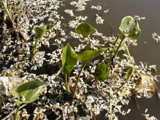 ��bl�k bahenn� (Calla palustris) - v Blatsk�m rybn�ku na Barv�nkov� ve Strakonic�ch