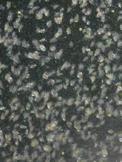 Ka��rek - plankton cca >40 �    (foto VH)