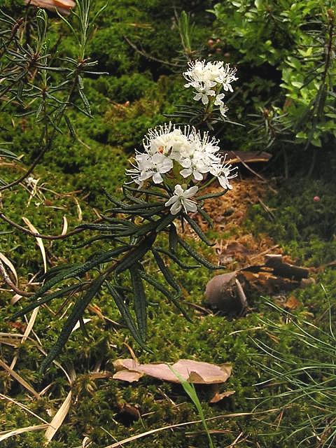 Rojovník bahenní (Ledeum palustre) v Èerveném blatu