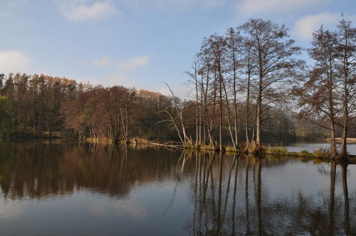 Horní øepický rybník - voda jako zrcadlo